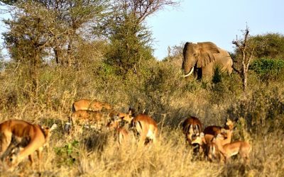 Les voyages hors normes de AURELIE